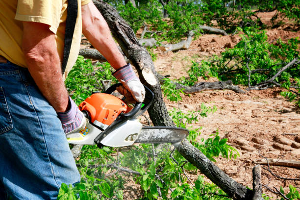 Best Commercial Tree Services  in San Luis Obispo, CA